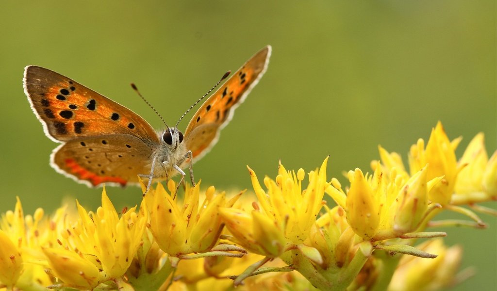 Обои цветы, насекомое, бабочка, крылья, flowers, insect, butterfly, wings разрешение 1920x1200 Загрузить