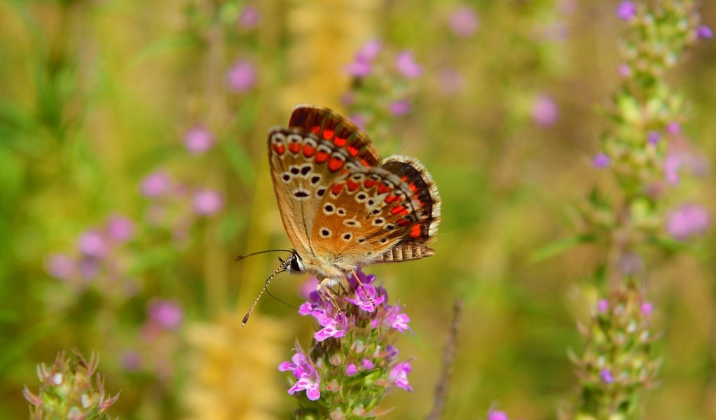 Обои цветы, макро, насекомое, бабочка, крылья, flowers, macro, insect, butterfly, wings разрешение 3000x1835 Загрузить