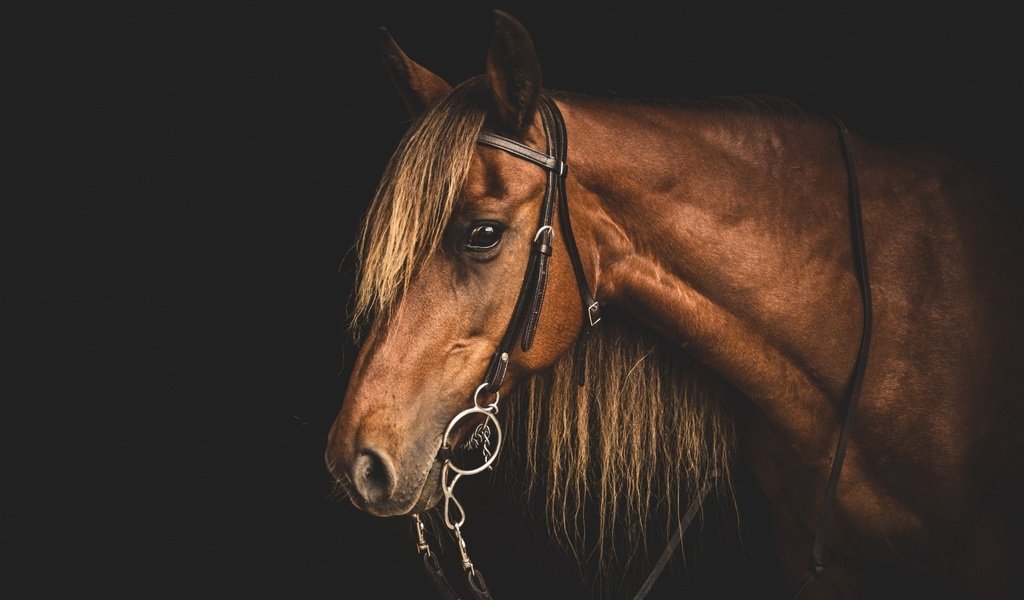 Обои морда, лошадь, профиль, конь, грива, голова, узда, уздечка, face, horse, profile, mane, head, bridle разрешение 1920x1200 Загрузить