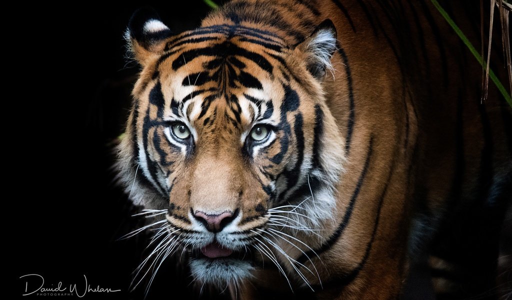 Обои тигр, черный фон, глаза, морда, фон, усы, кошка, взгляд, хищник, tiger, black background, eyes, face, background, mustache, cat, look, predator разрешение 2560x1600 Загрузить