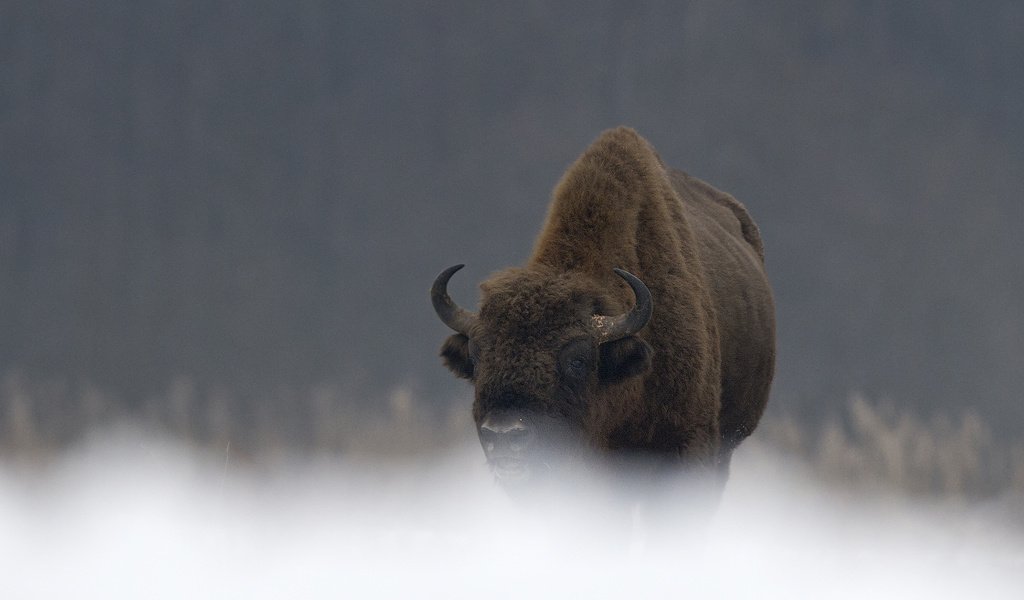 Обои природа, рога, бизон, зубр, дикий бык, мордв, nature, horns, buffalo, bison разрешение 2400x1600 Загрузить