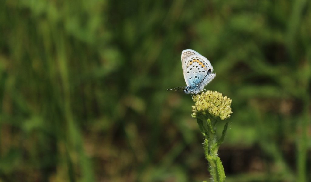 Обои трава, насекомое, бабочка, крылья, растение, grass, insect, butterfly, wings, plant разрешение 1920x1080 Загрузить