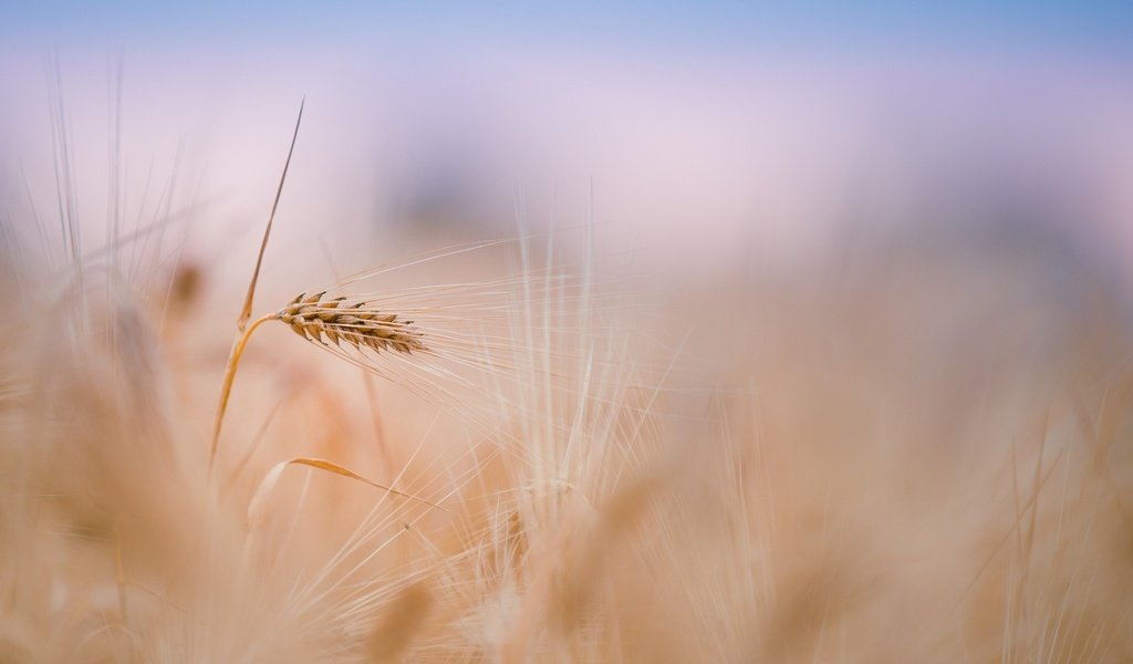 Обои небо, растения, поле, размытость, колосья, пшеница, стебли, the sky, plants, field, blur, ears, wheat, stems разрешение 2560x1600 Загрузить