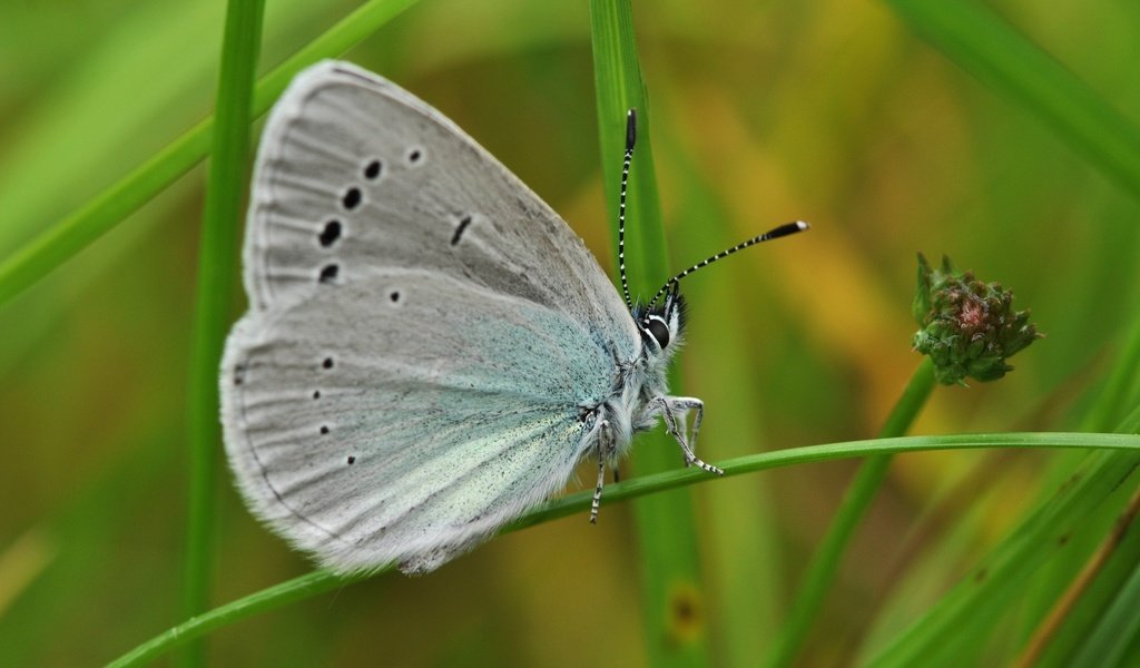 Обои трава, макро, бабочка, крылья, насекомые, голубянка, grass, macro, butterfly, wings, insects, blue разрешение 2560x1600 Загрузить