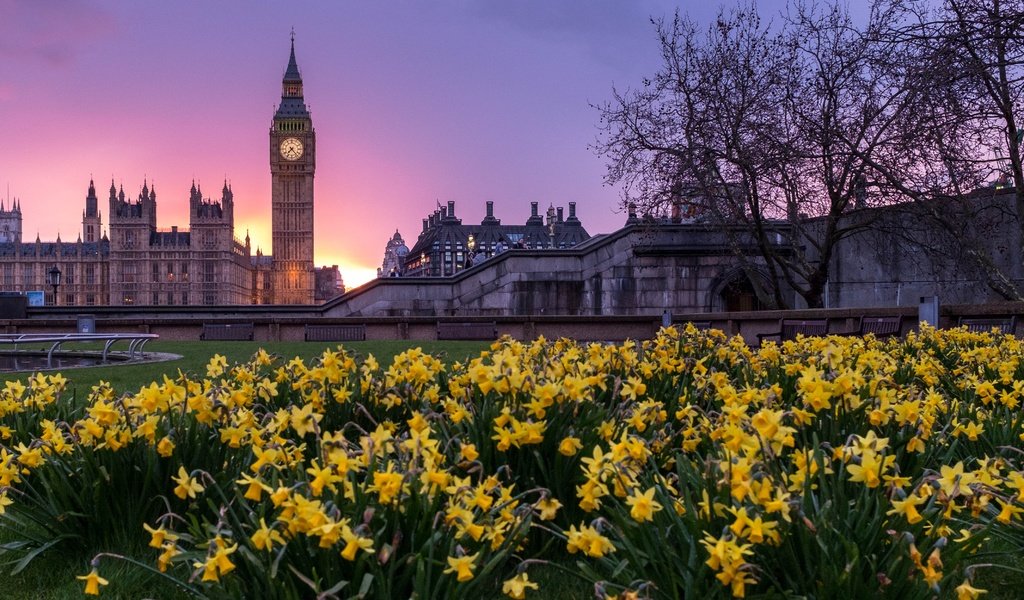 Обои цветы, закат, лондон, здания, биг-бен, парламент, flowers, sunset, london, building, big ben, parliament разрешение 4263x2842 Загрузить