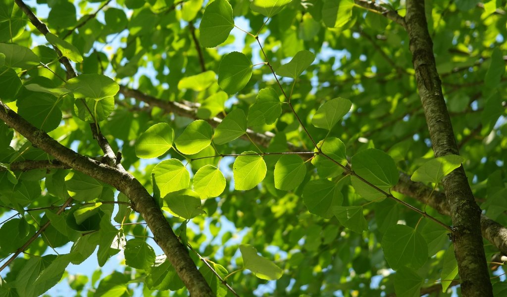 Обои небо, природа, дерево, листья, ветви, лист, зеленые листья, the sky, nature, tree, leaves, branch, sheet, green leaves разрешение 5472x3648 Загрузить