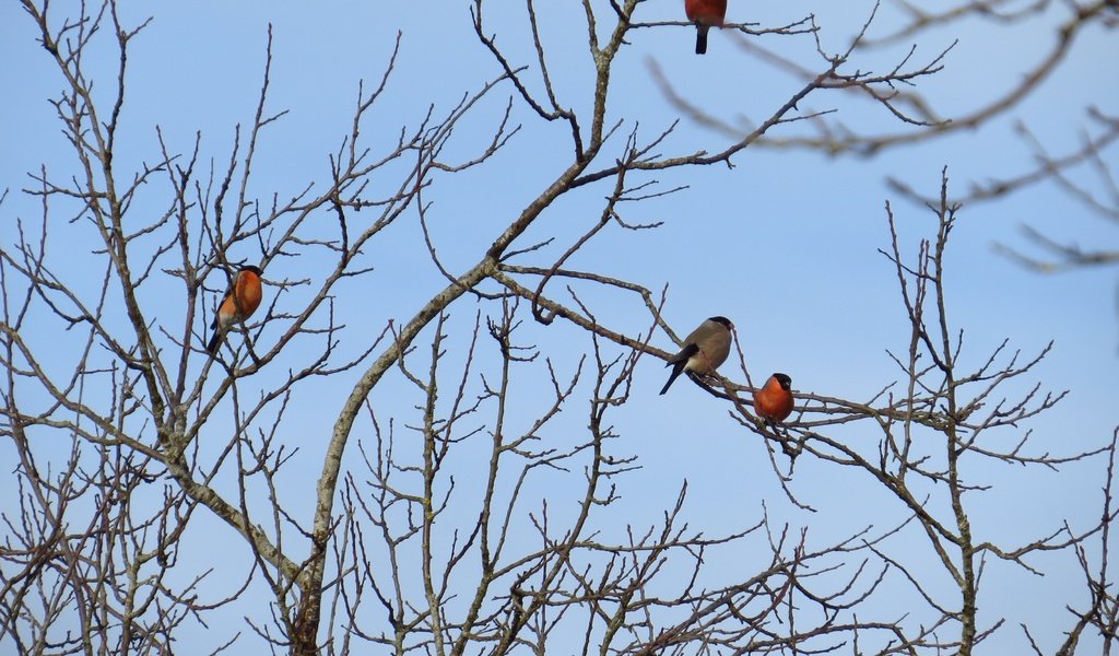 Обои небо, дерево, ветки, птицы, снегирь, снегири, the sky, tree, branches, birds, bullfinch, bullfinches разрешение 3603x2664 Загрузить