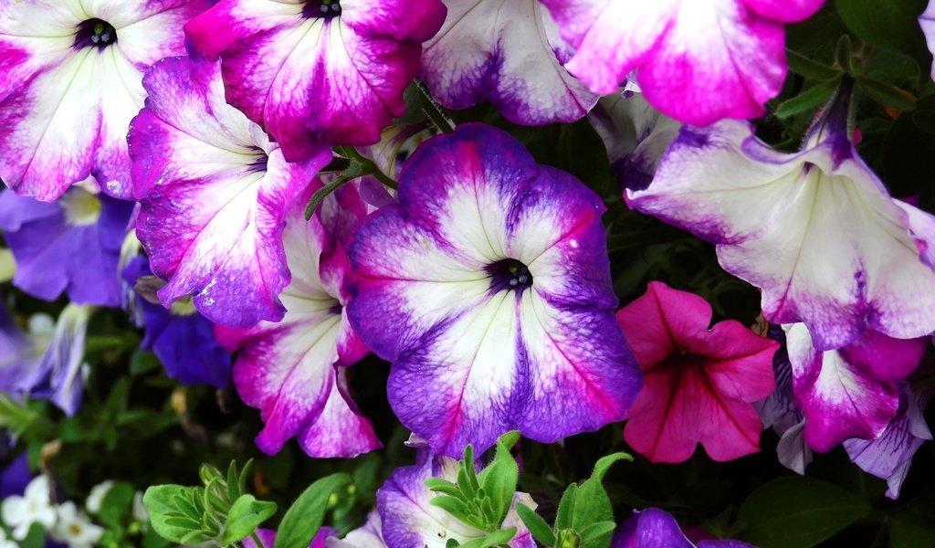 Обои цветы, цветение, растение, петуния, flowers, flowering, plant, petunia разрешение 4608x3456 Загрузить