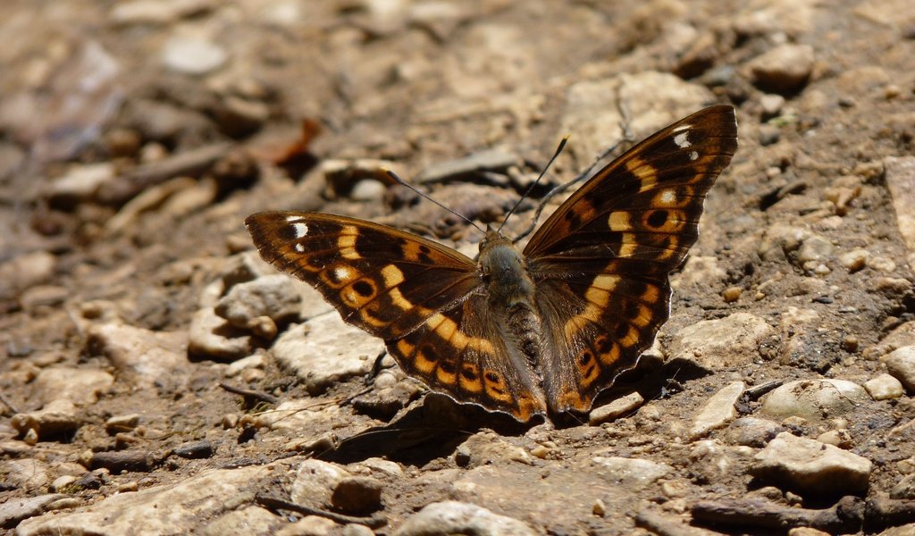 Обои земля, камни, бабочка, крылья, насекомые, earth, stones, butterfly, wings, insects разрешение 4000x3000 Загрузить