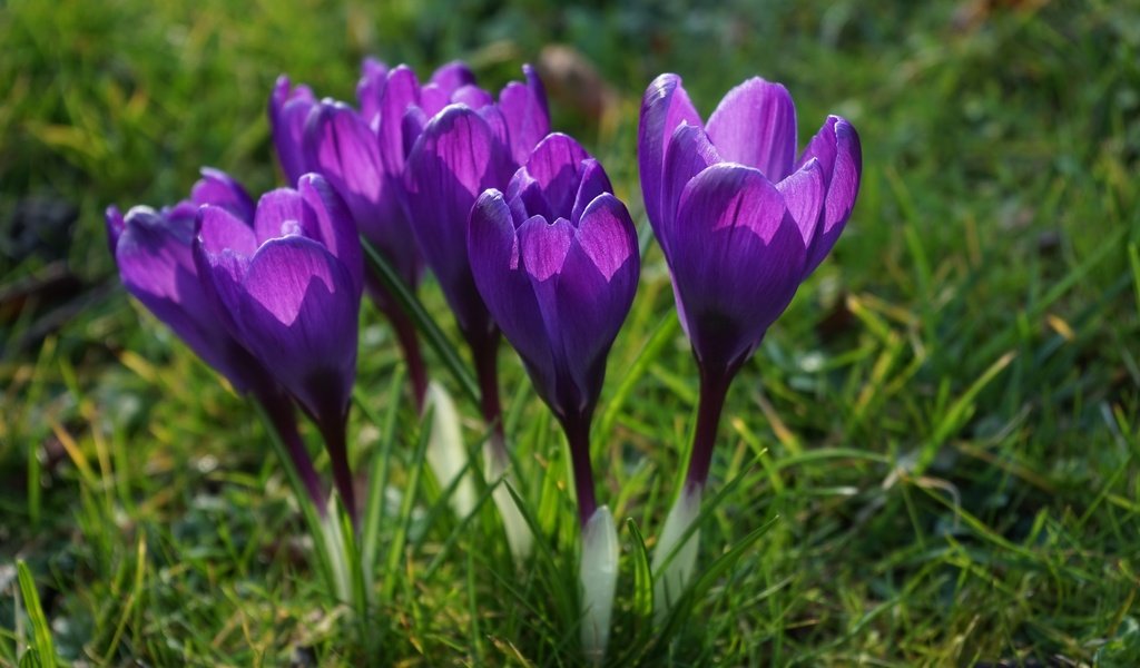 Обои цветы, трава, лепестки, весна, стебли, крокусы, flowers, grass, petals, spring, stems, crocuses разрешение 6000x4000 Загрузить