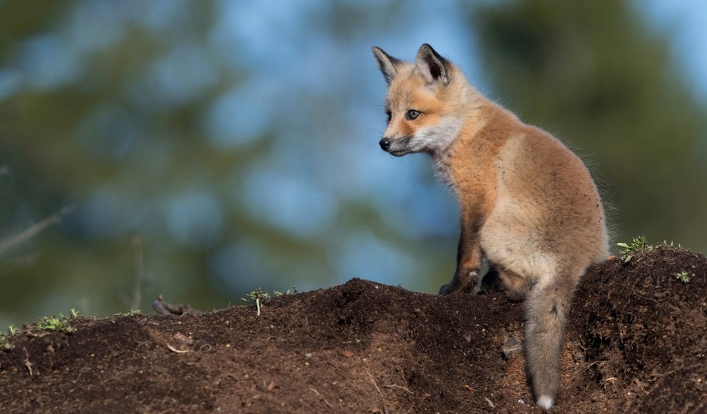 Обои фон, взгляд, лиса, сидит, лисица, детеныш, лисенок, background, look, fox, sitting, cub разрешение 2048x1152 Загрузить