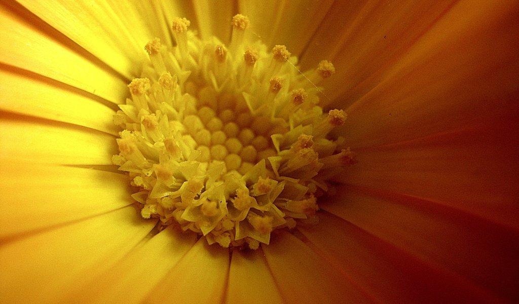 Обои желтый, цветок, лепестки, весна, календула, крупным планом, yellow, flower, petals, spring, calendula, closeup разрешение 3648x2736 Загрузить