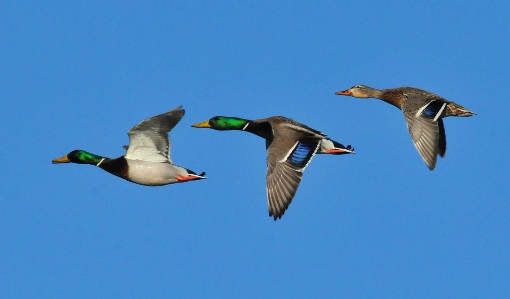 Обои небо, крылья, птицы, клюв, утки, кряква, the sky, wings, birds, beak, duck, mallard разрешение 2139x1080 Загрузить