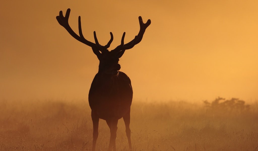 Обои ночь, природа, олень, туман, рога, night, nature, deer, fog, horns разрешение 3000x2000 Загрузить
