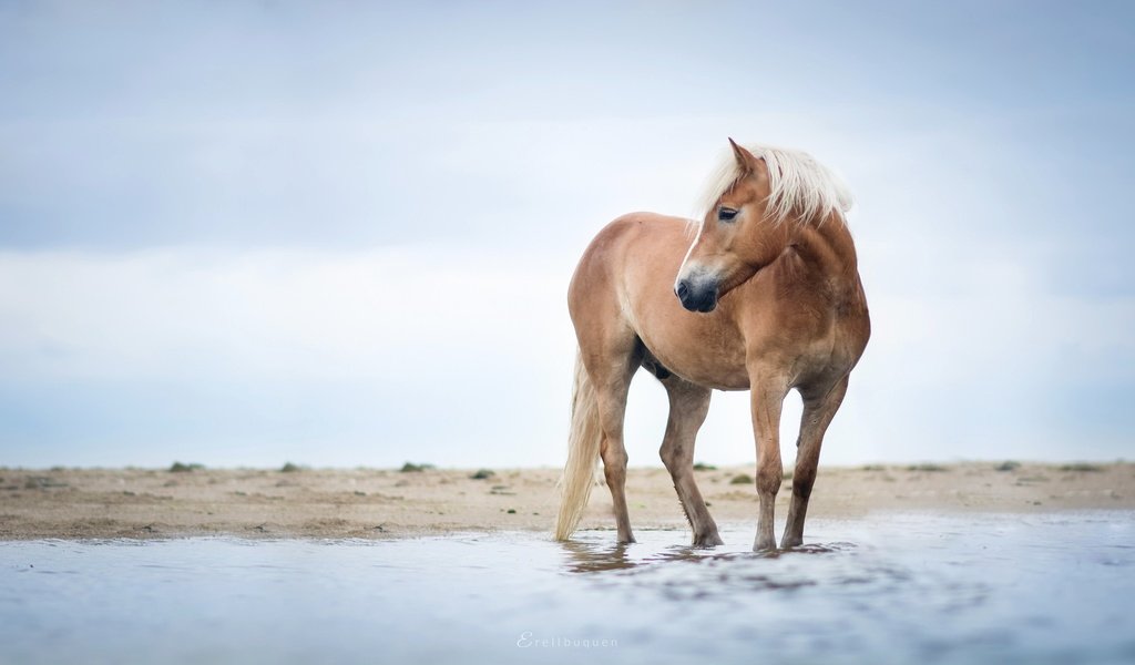 Обои небо, лошадь, река, берег, конь, грива, ло, the sky, horse, river, shore, mane, lo разрешение 2048x1109 Загрузить