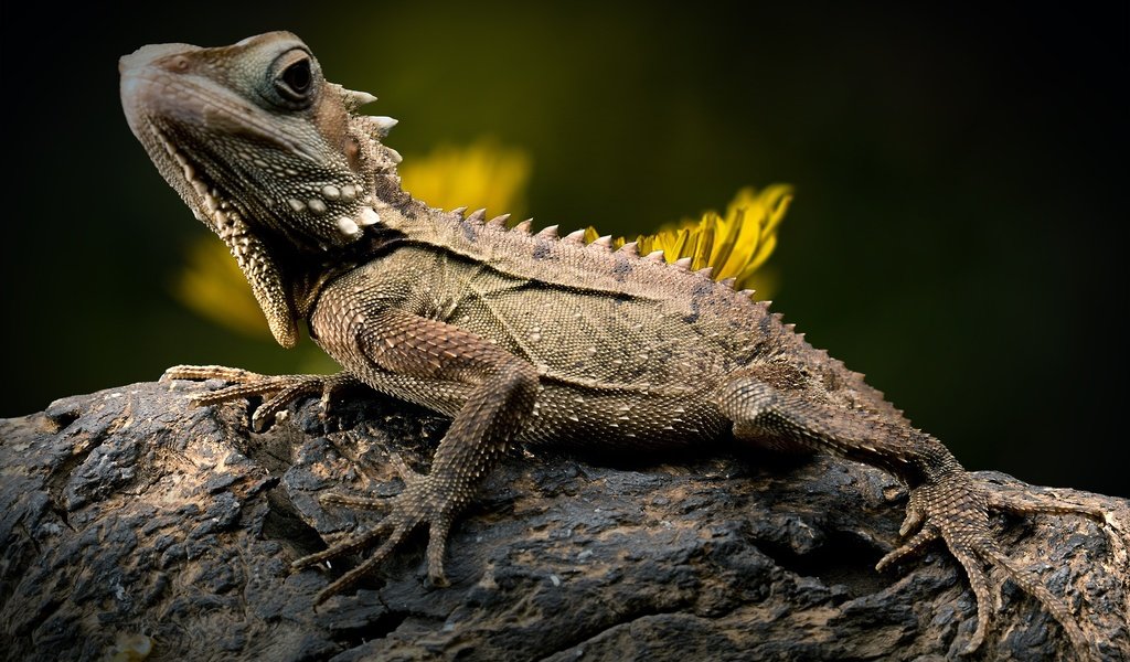 Обои ящерица, камень, одуванчик, рептилия, игуана, боке, лесной дракон, lizard, stone, dandelion, reptile, iguana, bokeh, forest dragon разрешение 2800x1729 Загрузить