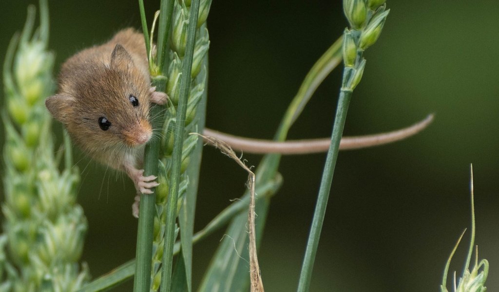 Обои колосья, мышь, животное, зверек, грызун, ears, mouse, animal, rodent разрешение 2696x1742 Загрузить