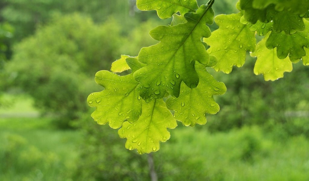 Обои дубовый лист, природа, листья, макро, ветки, капли, листва, зеленые, дуб, nature, leaves, macro, branches, drops, foliage, green, oak разрешение 1920x1200 Загрузить