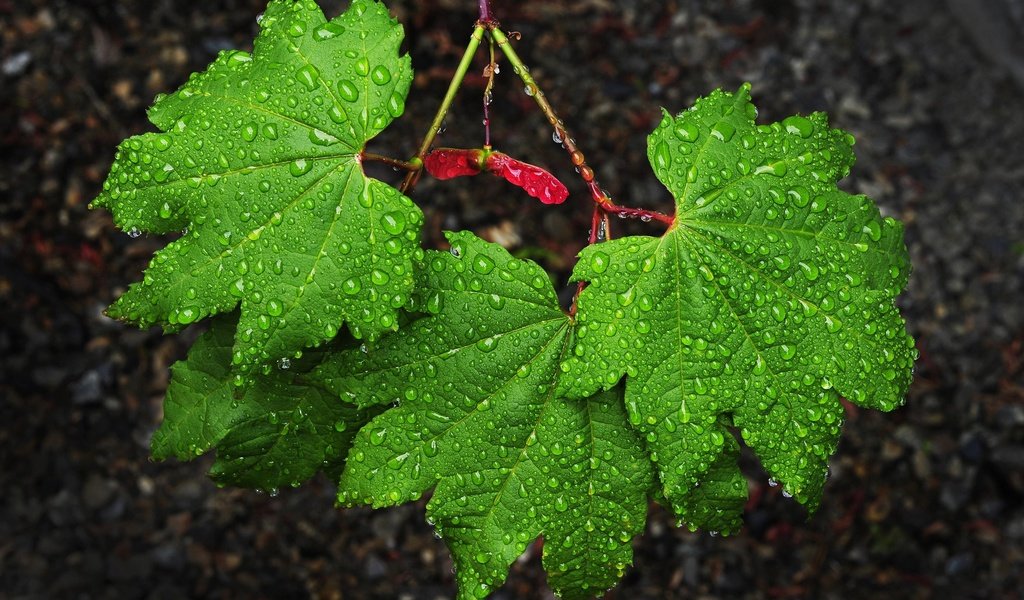 Обои природа, листья, капли, зеленые, дождь, клен, nature, leaves, drops, green, rain, maple разрешение 2560x1703 Загрузить