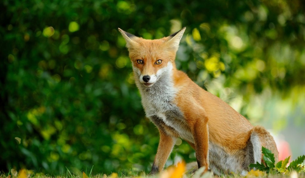 Обои трава, природа, зелень, лес, взгляд, рыжая, поляна, лиса, grass, nature, greens, forest, look, red, glade, fox разрешение 2048x1152 Загрузить