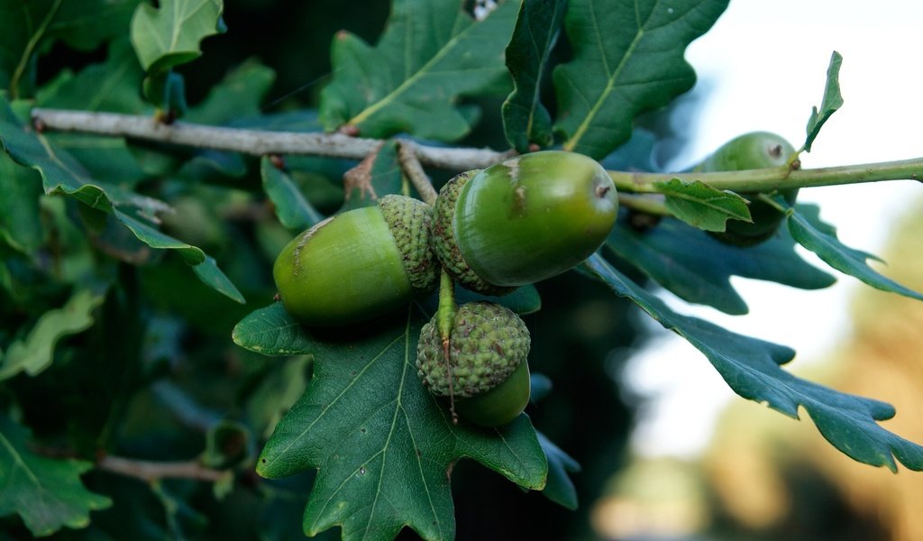 Обои ветка, природа, дерево, листья, плоды, дуб, жёлуди, branch, nature, tree, leaves, fruit, oak, acorns разрешение 3840x2400 Загрузить