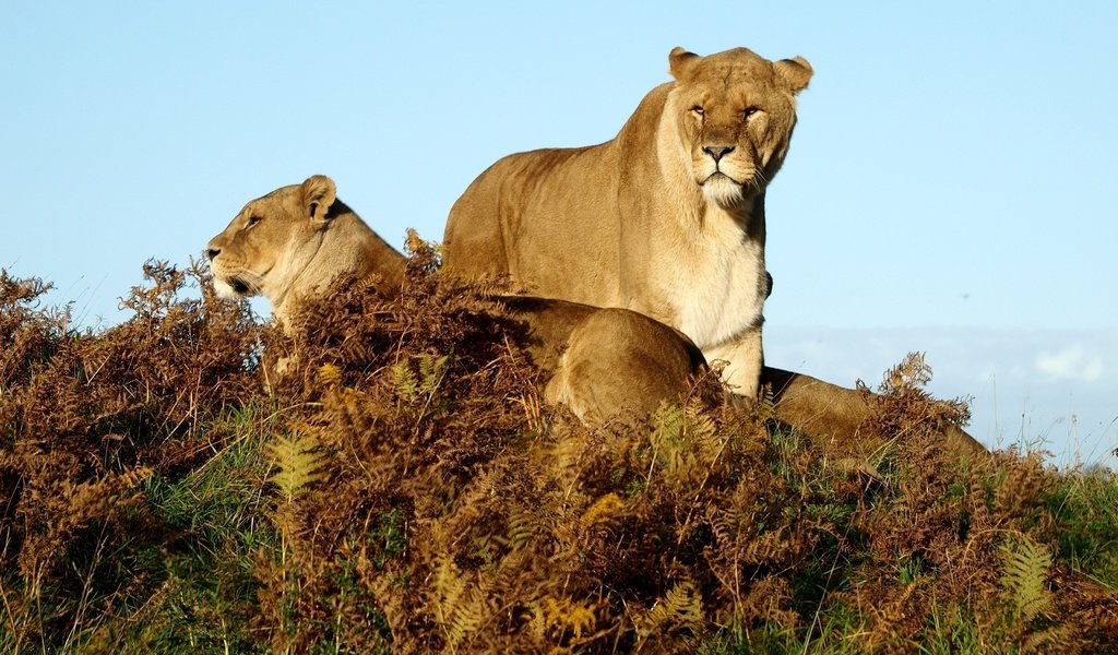 Обои трава, животные, львы, саванна, львицы, grass, animals, lions, savannah, lioness разрешение 3648x2736 Загрузить
