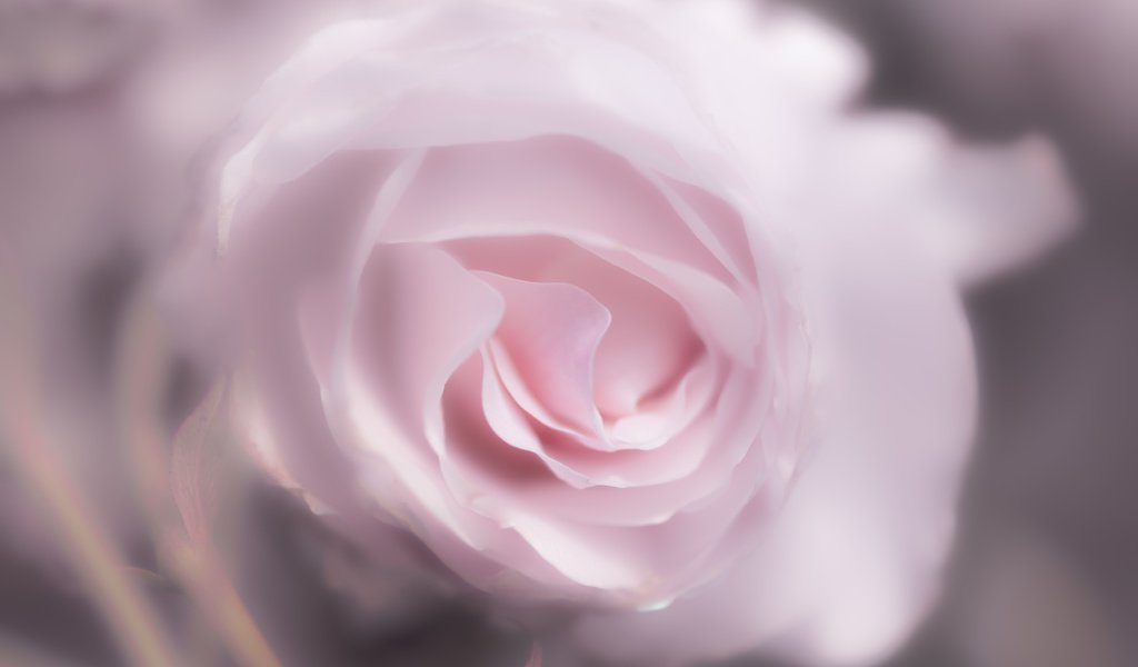 Обои цветок, роза, лепестки, 60, пинк, flower, rose, petals, pink разрешение 7360x4912 Загрузить