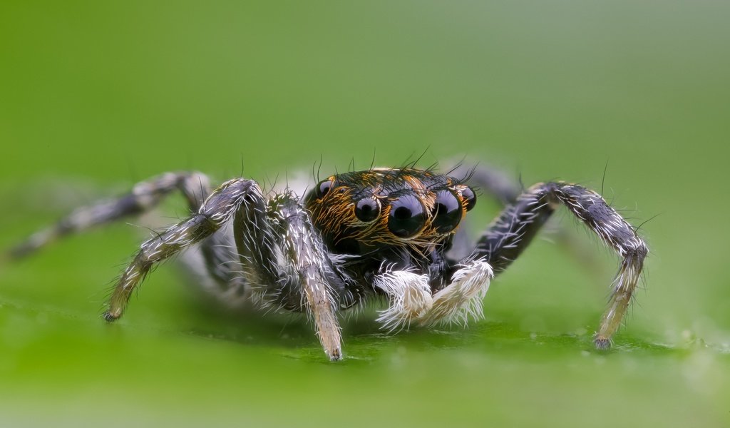 Обои глаза, макро, насекомое, паук, волоски, лапки, боке, eyes, macro, insect, spider, hairs, legs, bokeh разрешение 2000x1333 Загрузить