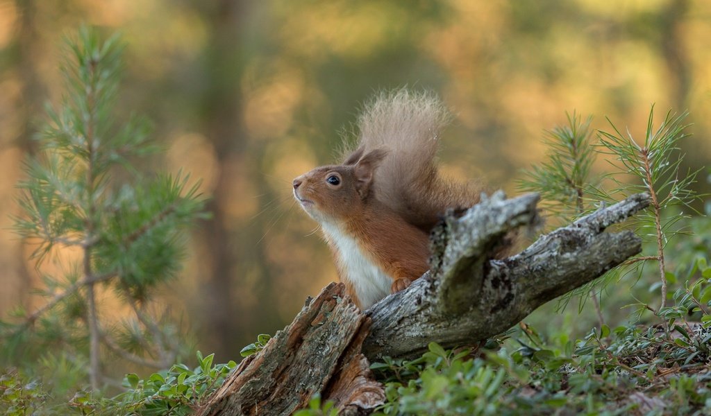 Обои природа, белка, зверек, хвост, белочка, nature, protein, animal, tail, squirrel разрешение 2048x1365 Загрузить