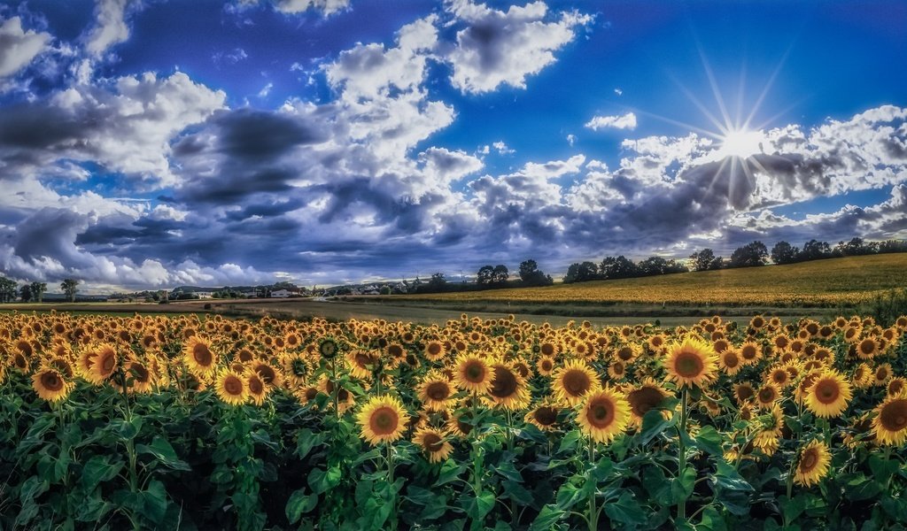 Обои небо, облака, утро, поле, лето, подсолнухи, желтые цветы, the sky, clouds, morning, field, summer, sunflowers, yellow flowers разрешение 1992x1153 Загрузить