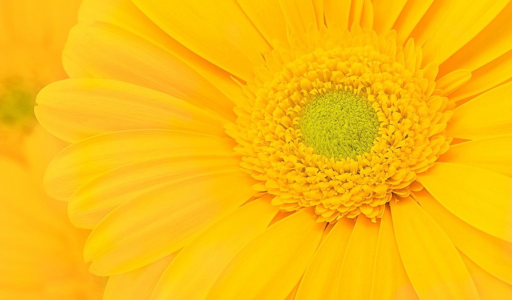 Обои желтый, макро, цветок, лепестки, гербера, yellow, macro, flower, petals, gerbera разрешение 2048x1394 Загрузить