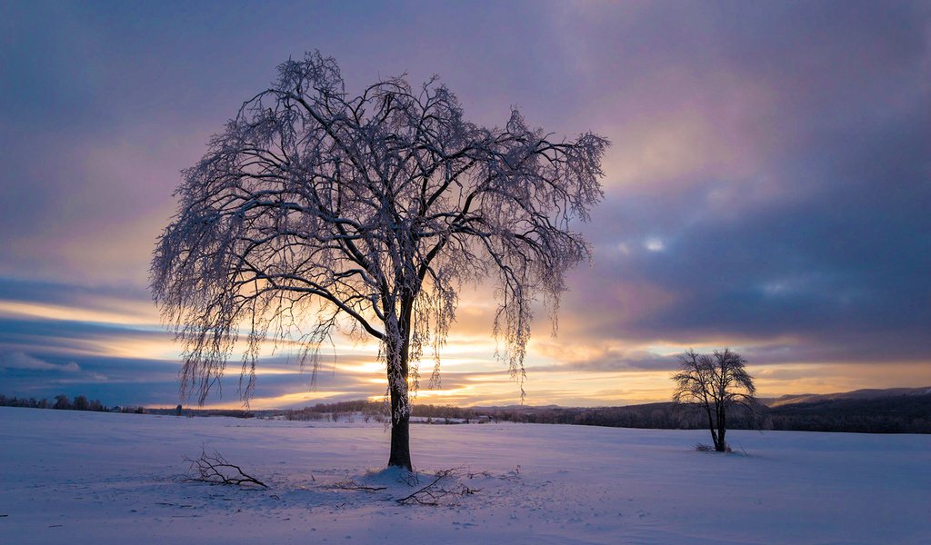 Обои небо, облака, деревья, снег, природа, закат, зима, the sky, clouds, trees, snow, nature, sunset, winter разрешение 1920x1200 Загрузить