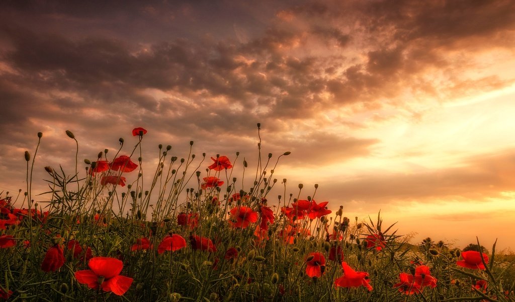 Обои цветы, облака, поле, красные, маки, луг, flowers, clouds, field, red, maki, meadow разрешение 2048x1263 Загрузить