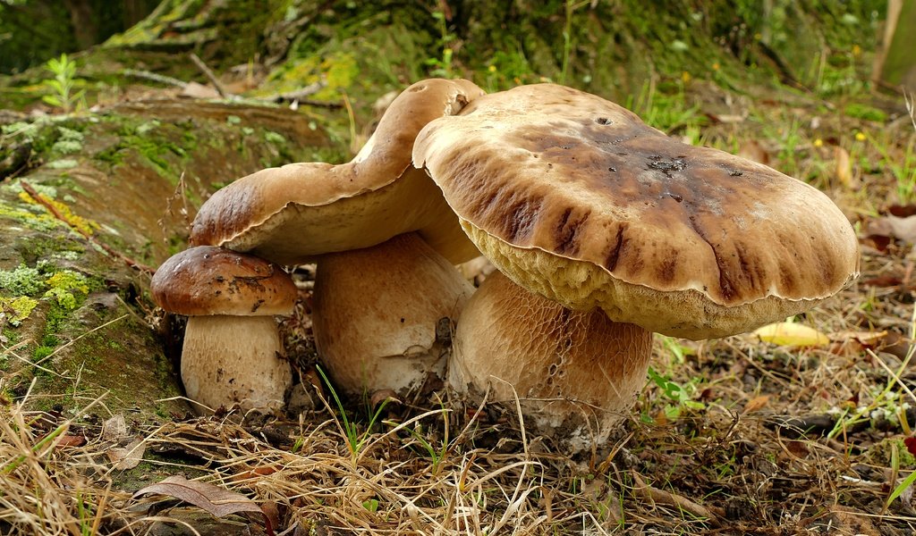 Обои трава, природа, грибы, белый гриб, grass, nature, mushrooms, white mushroom разрешение 4923x2976 Загрузить