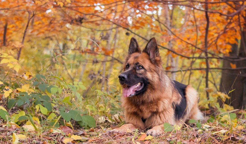 Обои осень, собака, немецкая овчарка, j.wiselka, autumn, dog, german shepherd разрешение 3840x2400 Загрузить