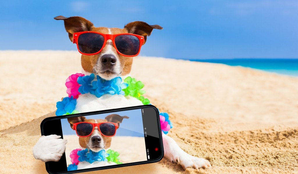 Обои море, телефон, песок, селфи, пляж, джек-рассел-терьер, мордочка, взгляд, очки, собака, юмор, sea, phone, sand, selfie, beach, jack russell terrier, muzzle, look, glasses, dog, humor разрешение 2560x1600 Загрузить