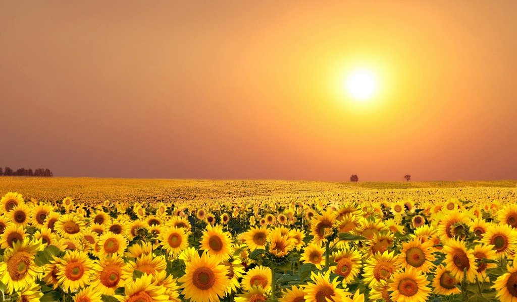 Обои цветы, солнце, поле, лето, подсолнухи, flowers, the sun, field, summer, sunflowers разрешение 2000x1248 Загрузить