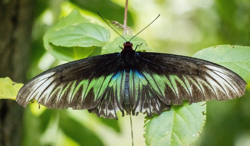 Обои природа, листья, зелёный, насекомое, бабочка, черный, животное, малайзия, nature, leaves, green, insect, butterfly, black, animal, malaysia разрешение 1920x1200 Загрузить