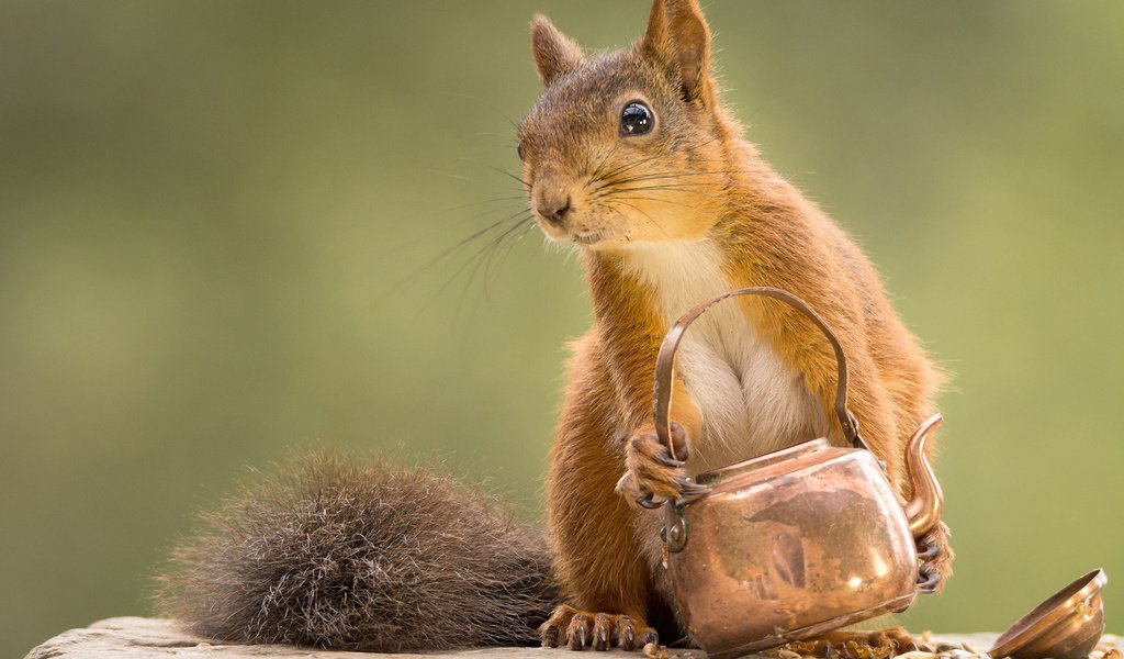 Обои мордочка, взгляд, белка, чайник, белочка, geert weggen, muzzle, look, protein, kettle, squirrel разрешение 1920x1200 Загрузить