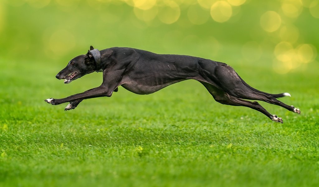 Обои трава, собака, прыжок, друг, бег, борзая, grass, dog, jump, each, running, greyhound разрешение 2048x1366 Загрузить