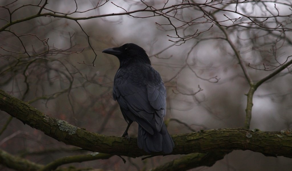 Обои дерево, ветки, птица, клюв, перья, ворон, ворона, tree, branches, bird, beak, feathers, raven, crow разрешение 2048x1536 Загрузить