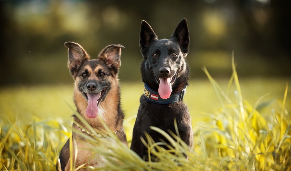 Обои трава, взгляд, ошейник, язык, собаки, мордочки, овчарки, grass, look, collar, language, dogs, faces, shepherd разрешение 1920x1200 Загрузить