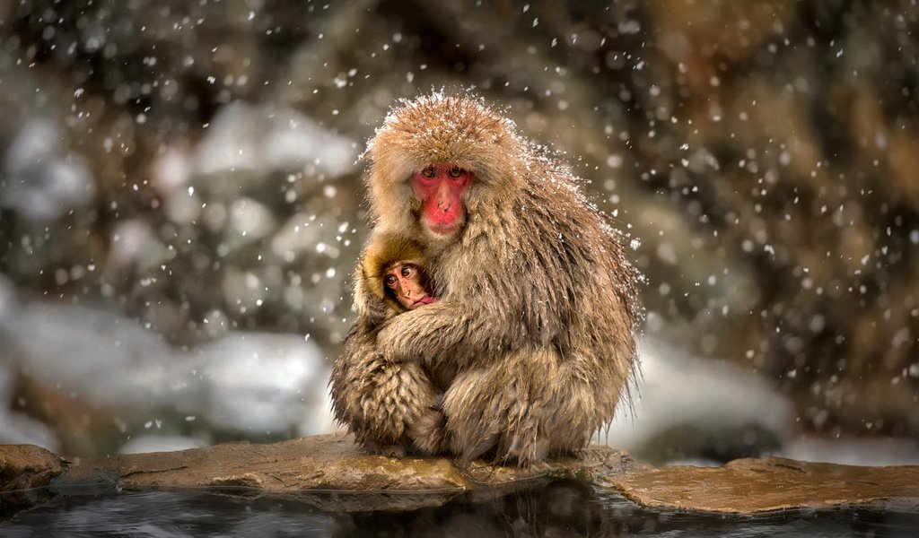 Обои макаки, детеныш, обезьяны, снегопад, японский макак, снежная обезьяна, macaques, cub, monkey, snowfall, japanese macaques, a snow monkey разрешение 1920x1280 Загрузить