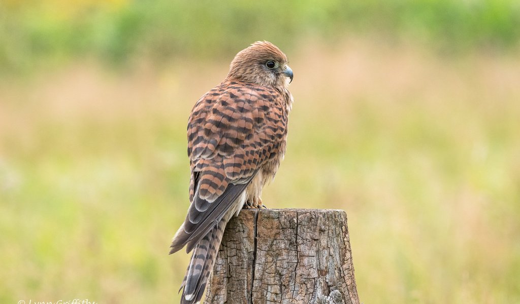 Обои природа, хищник, птица, клюв, перья, пень, пустельга, lynn griffiths, nature, predator, bird, beak, feathers, stump, kestrel разрешение 4306x2871 Загрузить