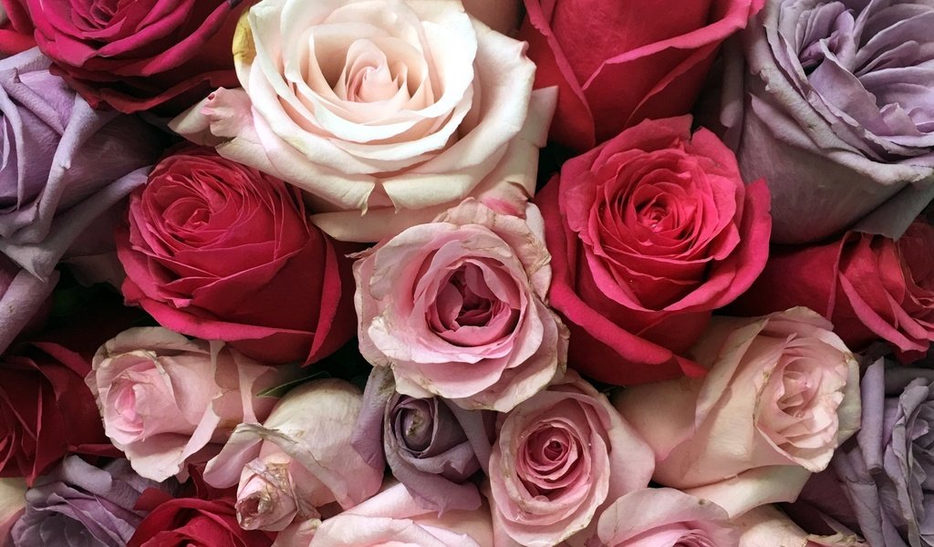 Обои цветы, розы, разноцветные, букет, flowers, roses, colorful, bouquet разрешение 2560x1576 Загрузить