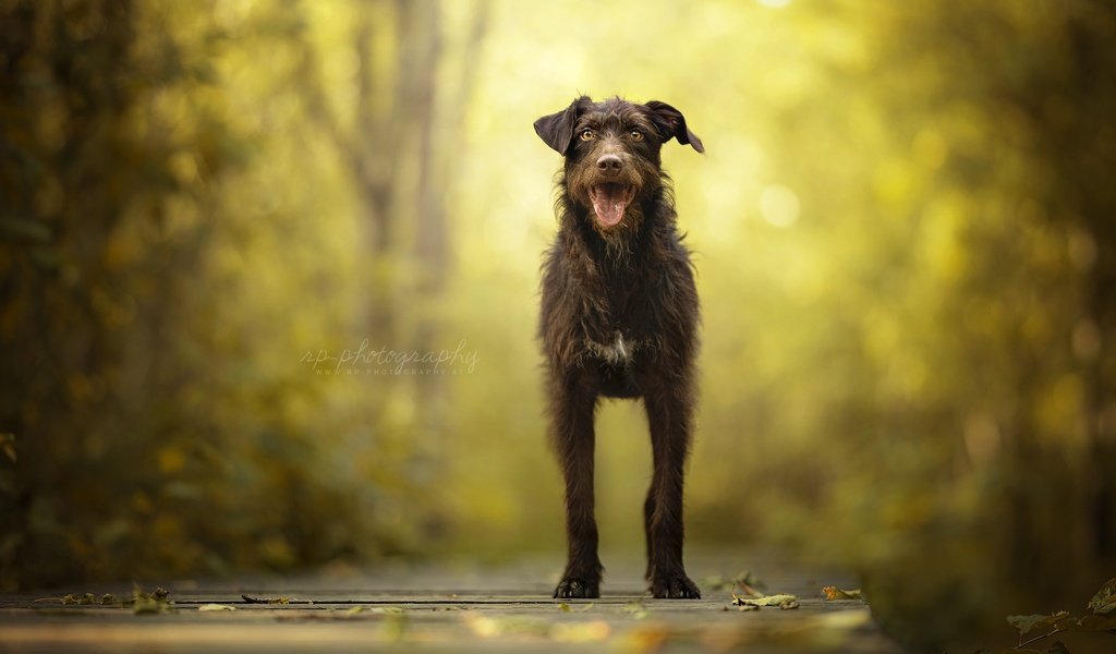 Обои природа, мордочка, взгляд, собака, друг, nature, muzzle, look, dog, each разрешение 2048x1298 Загрузить