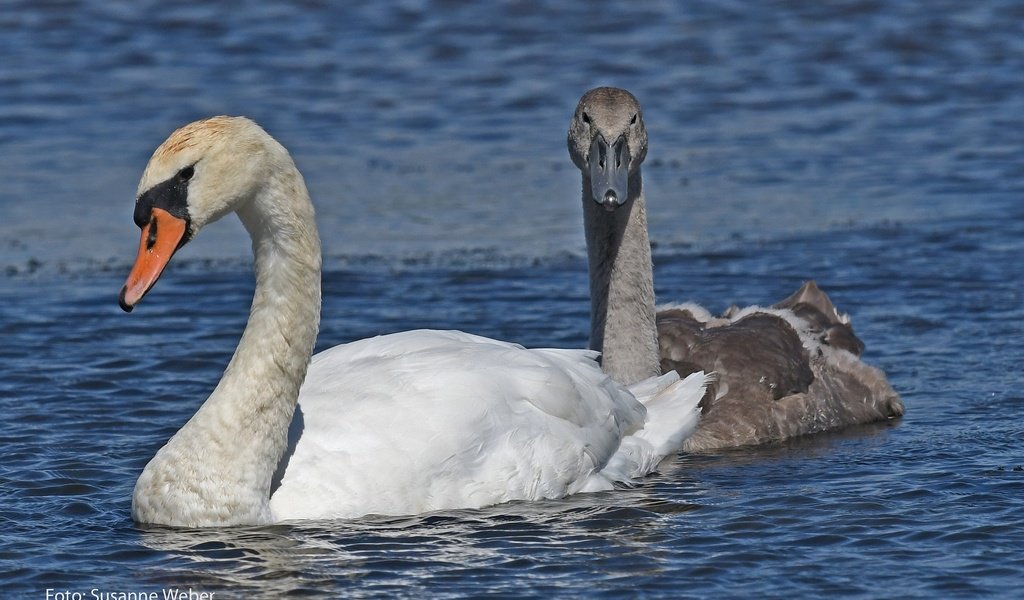 Обои природа, плывут, птицы, клюв, любовь, пруд, пара, перья, лебеди, nature, float, birds, beak, love, pond, pair, feathers, swans разрешение 2048x1365 Загрузить