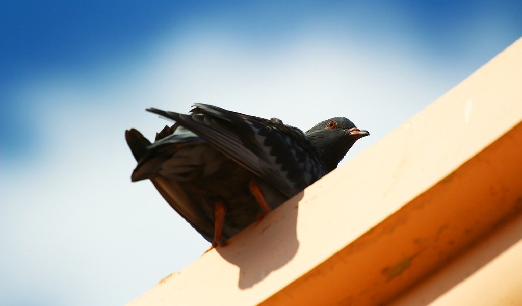 Обои небо, фон, взгляд, птица, клюв, перья, голубь, the sky, background, look, bird, beak, feathers, dove разрешение 1920x1280 Загрузить