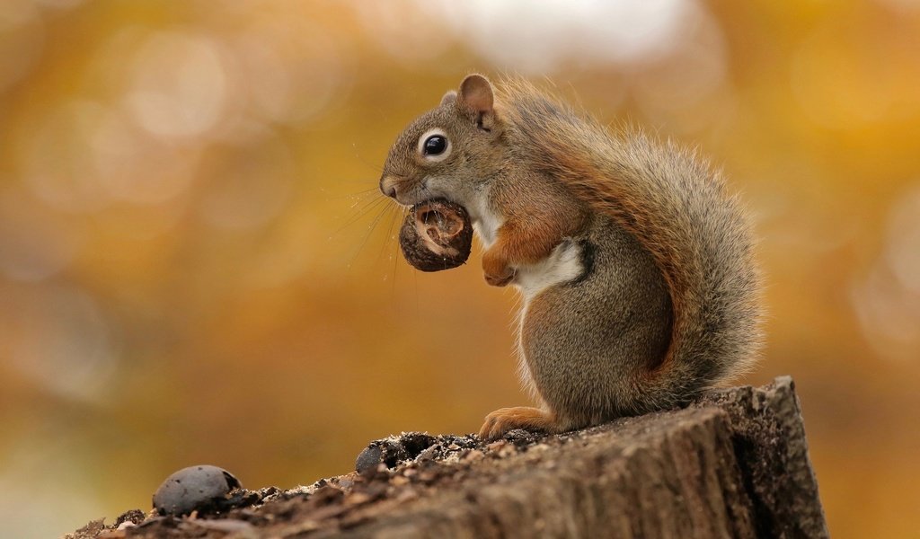 Обои фон, белка, орех, пень, грызун, background, protein, walnut, stump, rodent разрешение 2048x1363 Загрузить