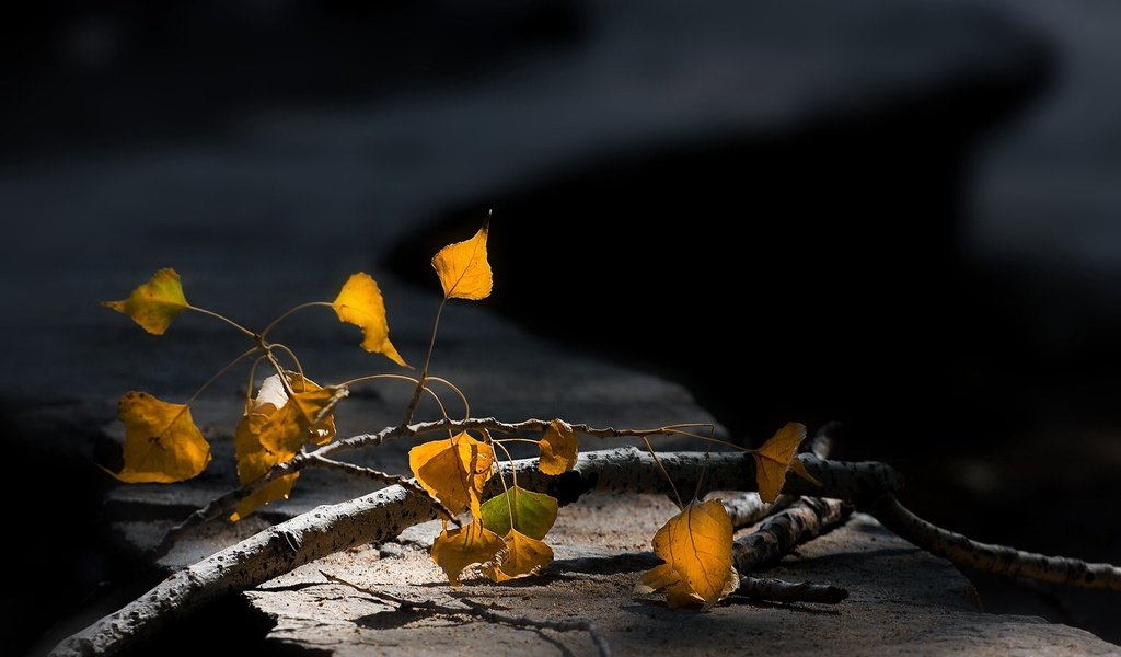 Обои ветка, макро, осенние листья, размытый задний фон, branch, macro, autumn leaves, blurred background разрешение 1920x1267 Загрузить